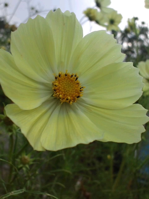 クリーム色のコスモス: 白柴ももハルそら「キミがいてボクがいる」